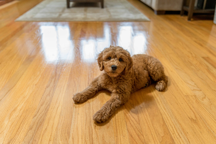 dog in newly installed vinyl flooring frisco tx